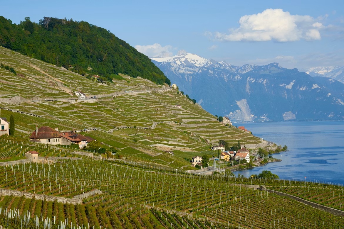 Stunning green terraced Lavaux vineyards, a UNESCO World Heritage site, sloping down toward the blue waters of Lake Geneva in Switzerland.