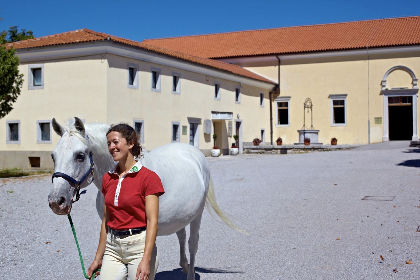 Lipizzaner horses at Lipica Stud Farm road trip stop