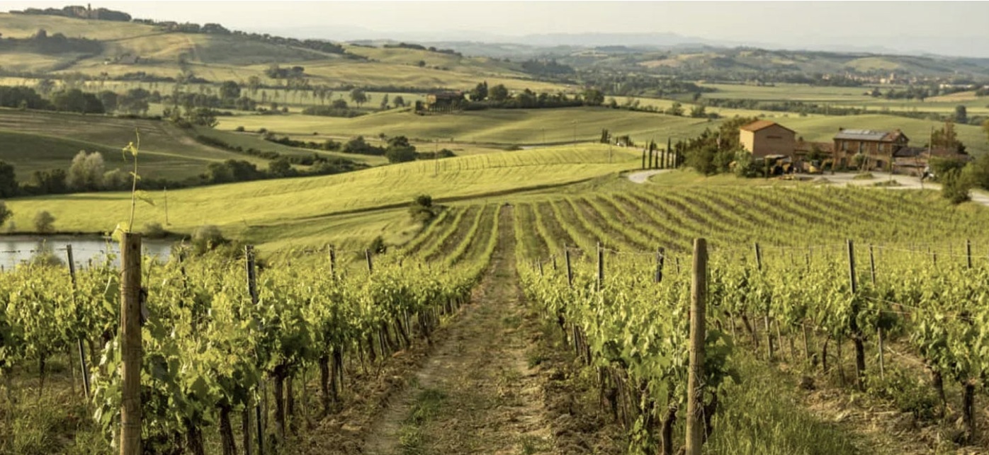 Scenic route views of vineyards in Monrupino Italy